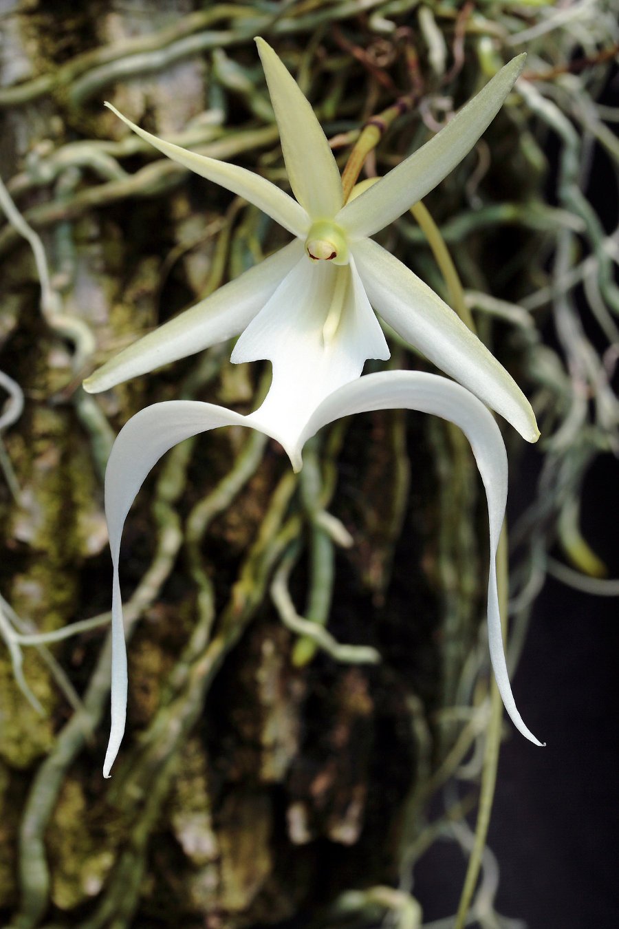 Ghost_Orchid.jpg