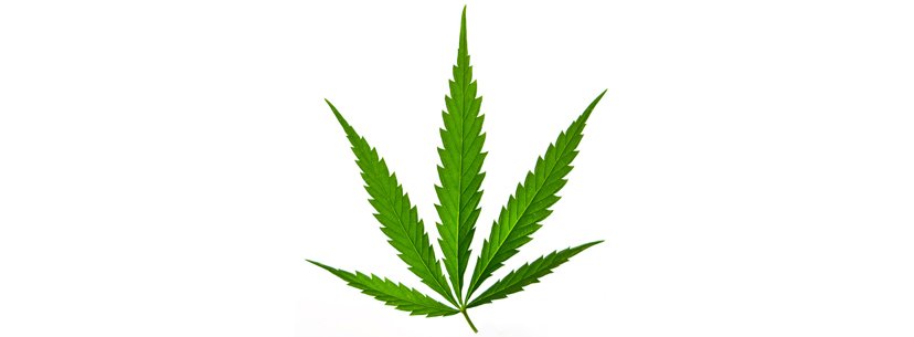 sativa-cannabis-leaf.jpg