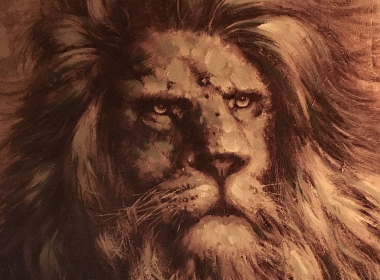 Lion, Close up....jpg
