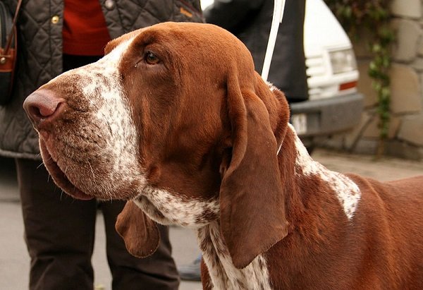 800px-Bracco_italiano_878.jpg