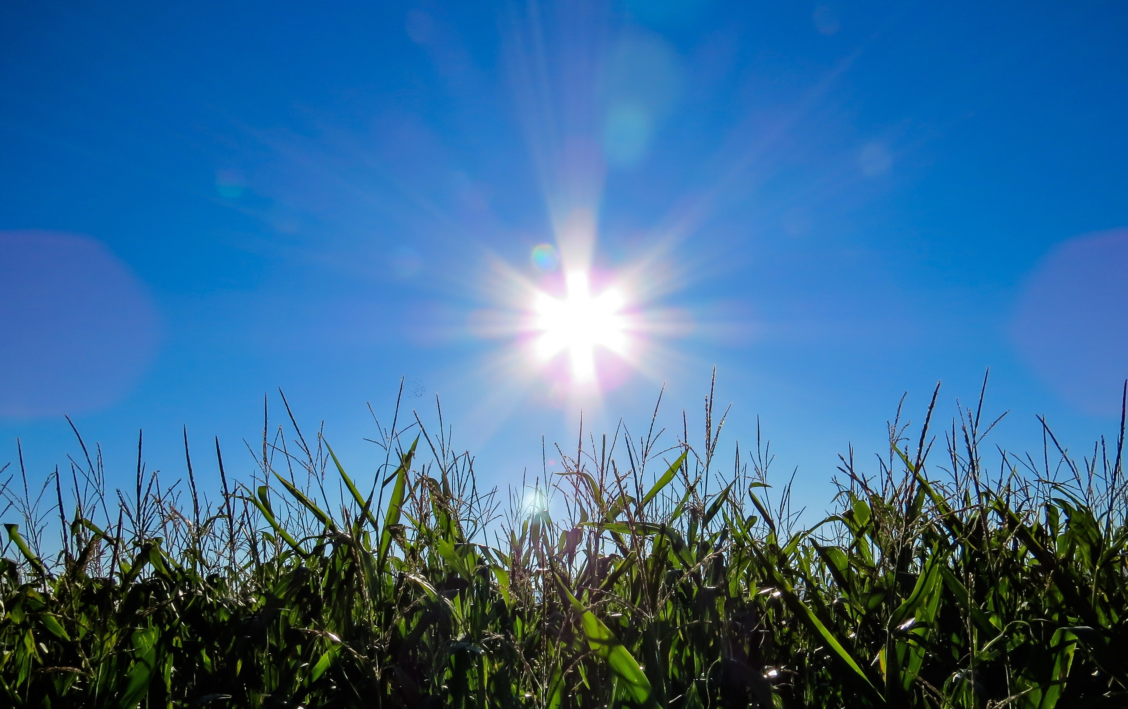 agriculture-back-light-bokeh-278927.jpg