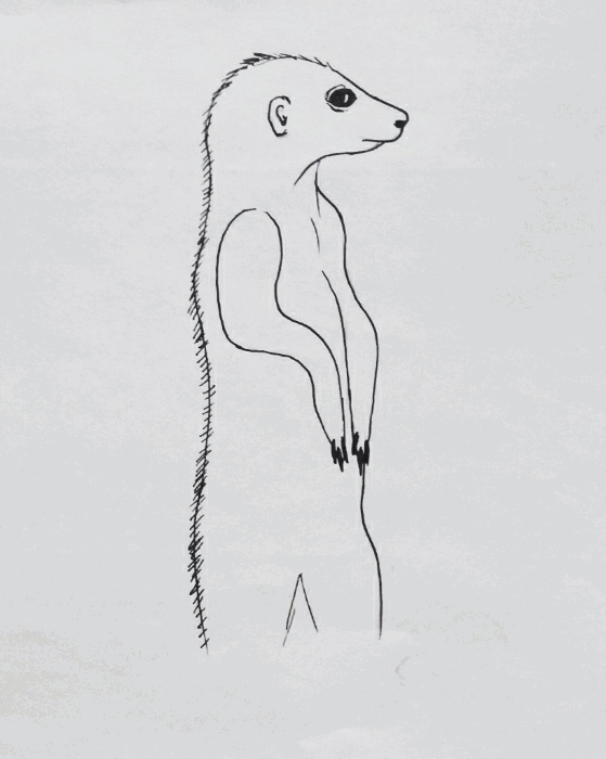 meerkat.1..gif