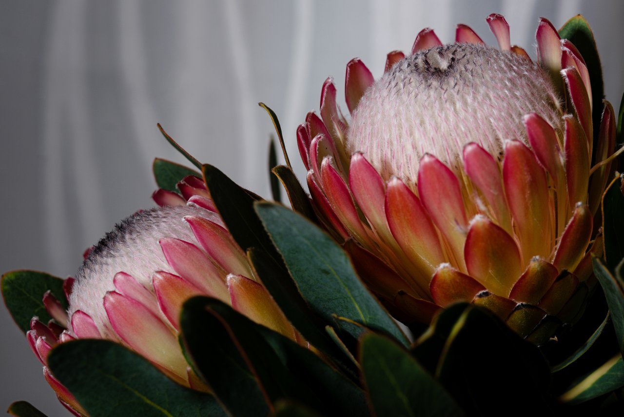 Protea