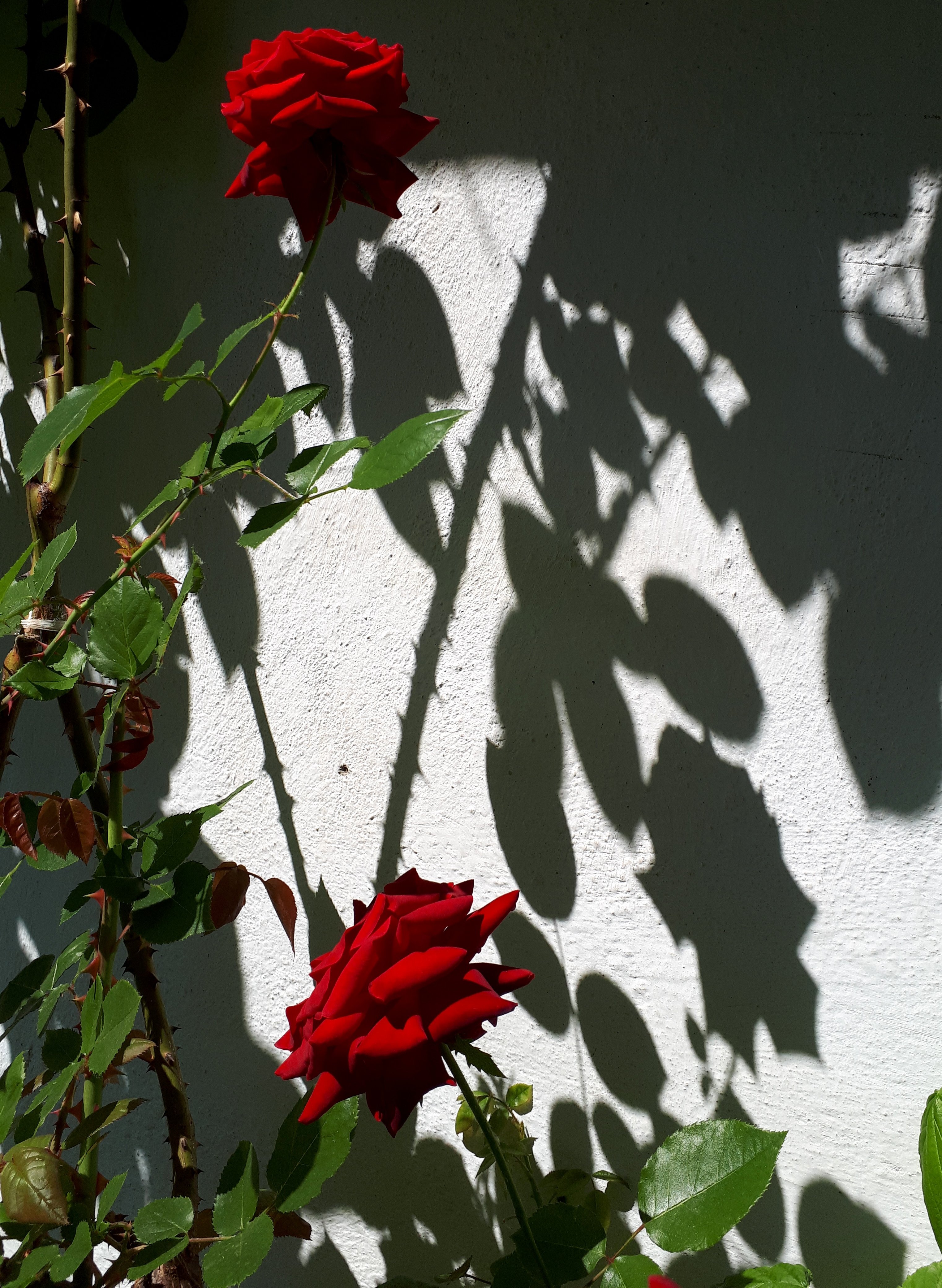 20180528_101144.jpg