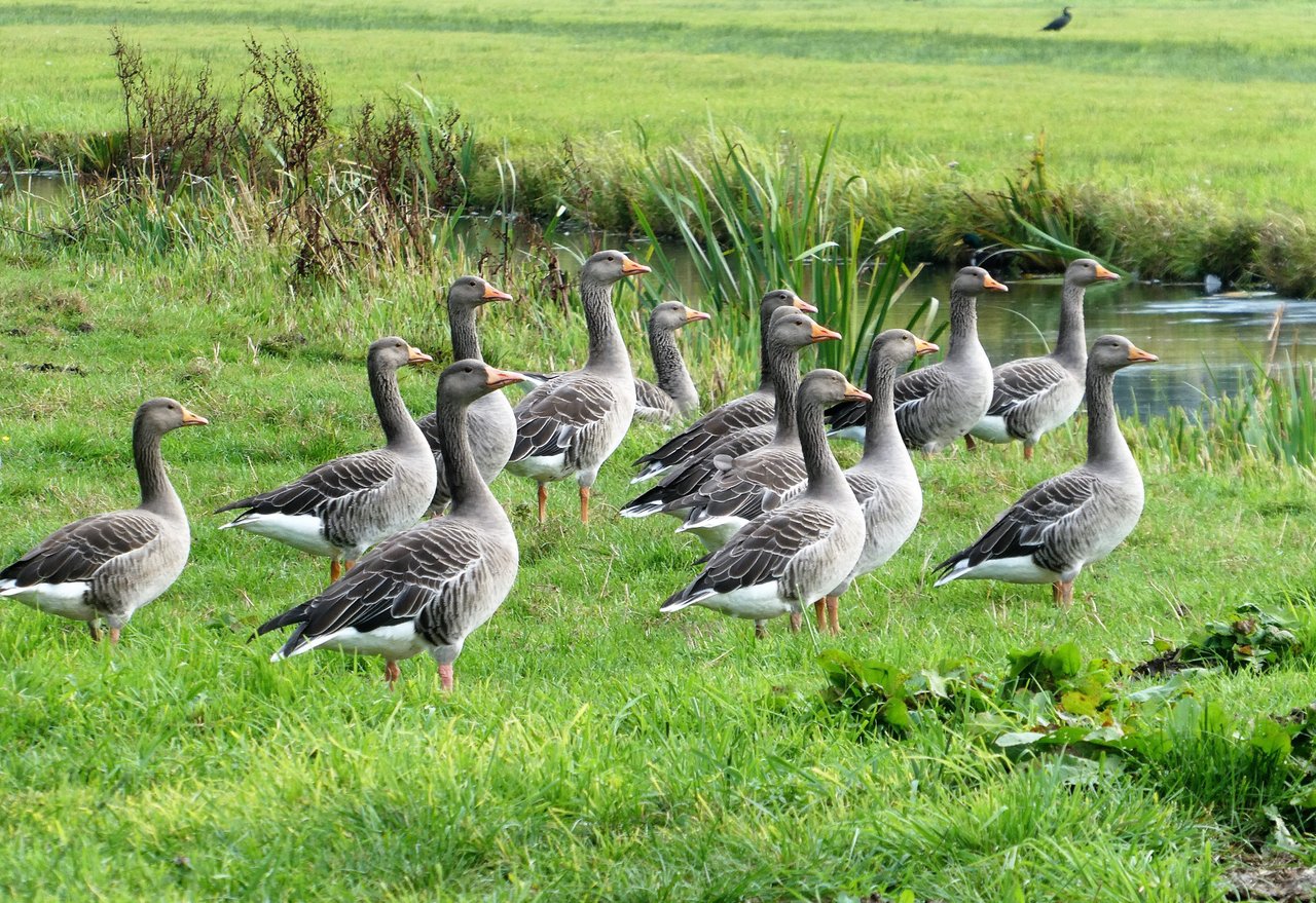 geese-7898732.jpg