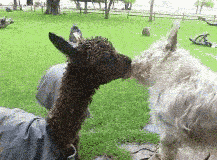 dog-llama-friends.gif