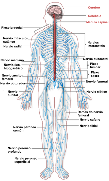 Estimulante para el sistema nervioso