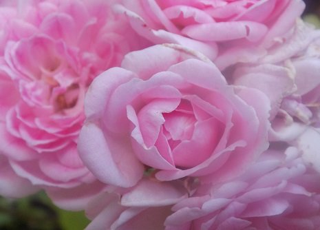 macro thursday 5.jpg