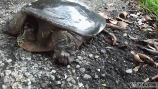 D922872D-E529-4AC4-92EB-003A42651ED3.gif