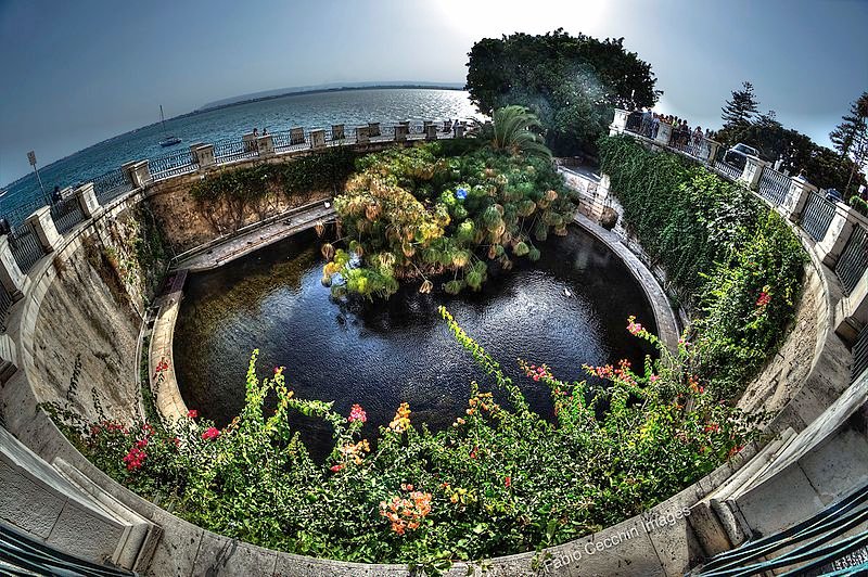 La_Fonte_Aretusa_(Ortigia,_Siracusa),_The_source.jpg