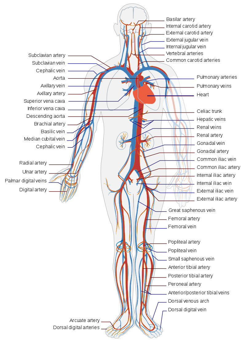 800px-Circulatory_System_en.svg.png