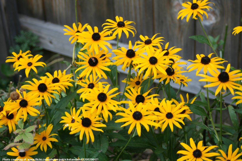 Black-eyed Susans-121616.jpg