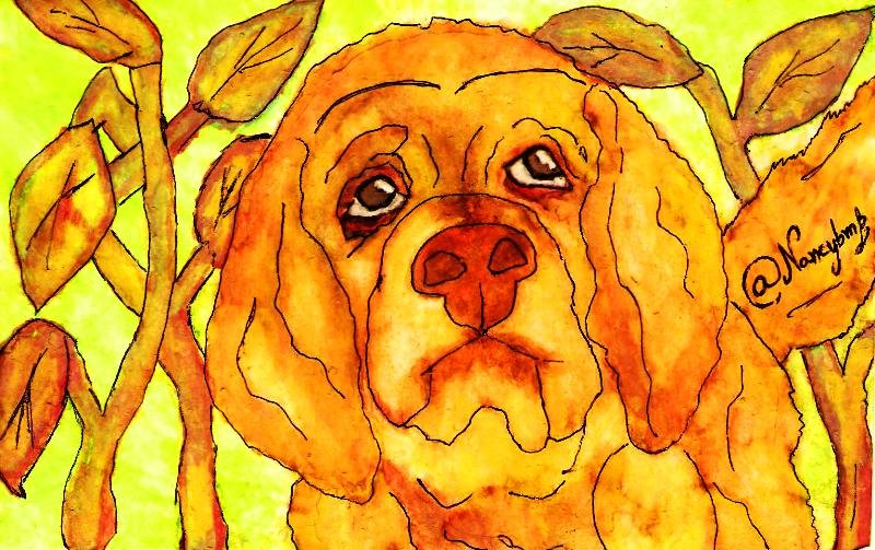 perro v7.jpg