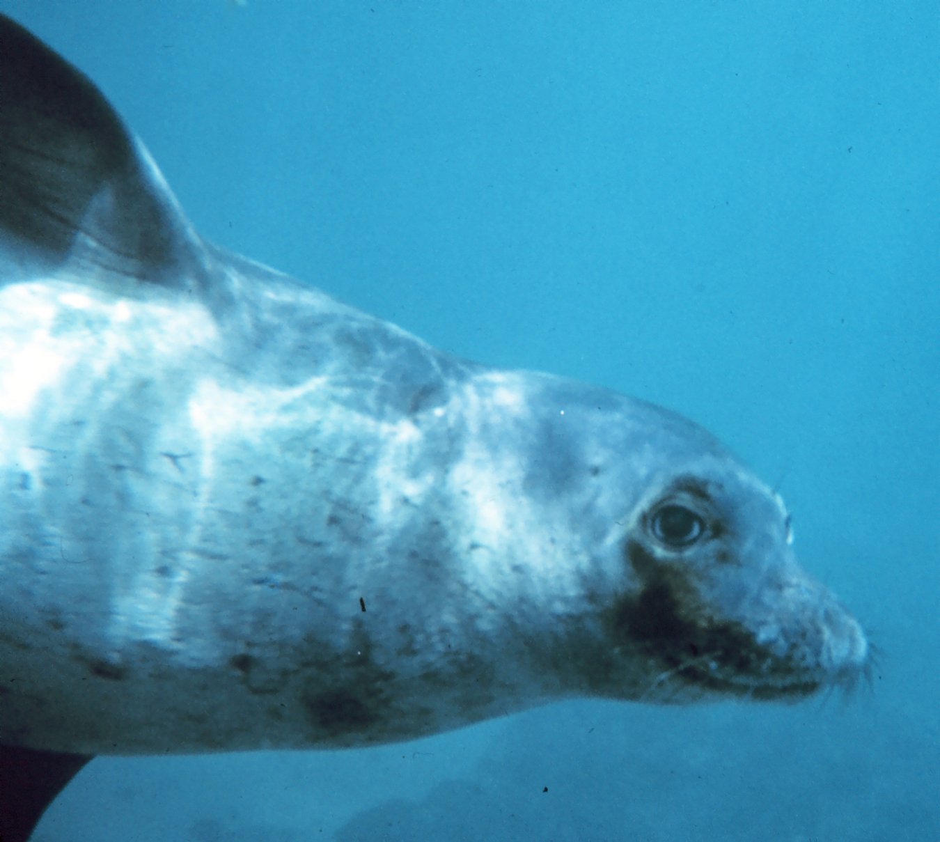 Hawaiian monk seal Monachus_schauinslandi U.S. Government work public.jpg