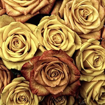 roses-66527__340.jpg