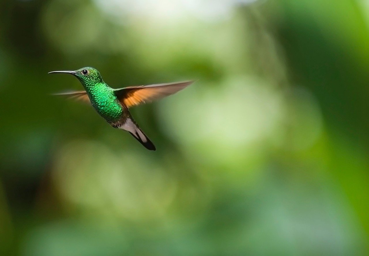 hummingbird-2139278_1280.jpg