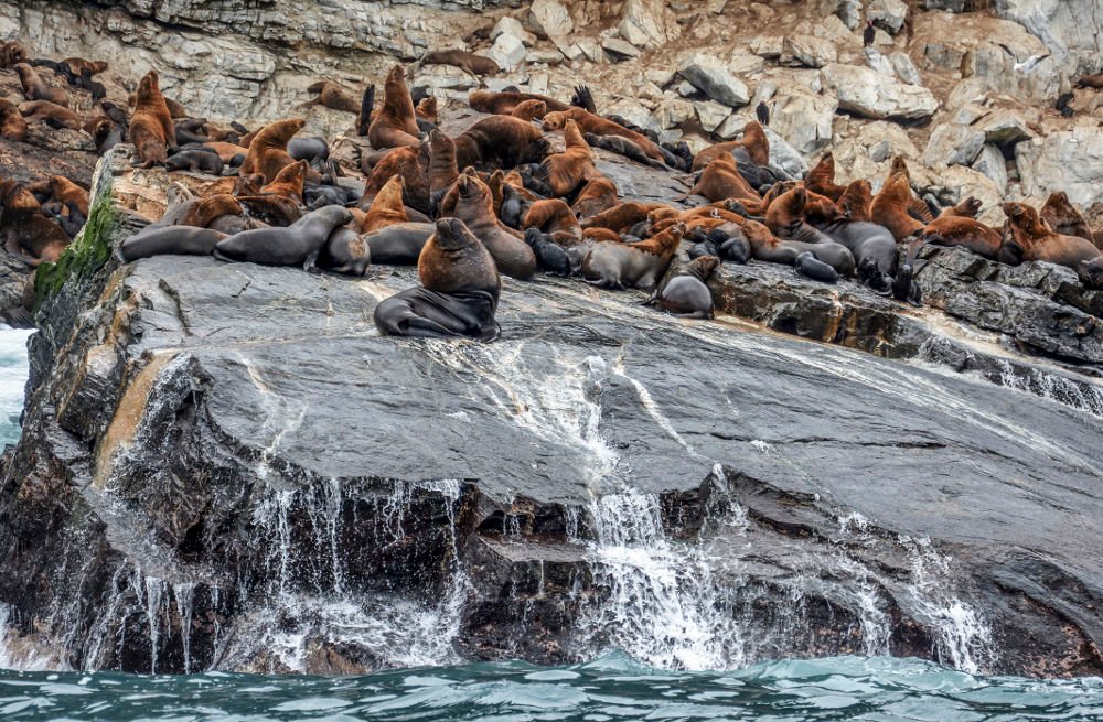 sea-lion-isla-chanaral k2.jpg