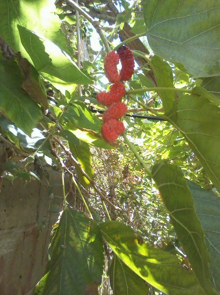 moras.jpg