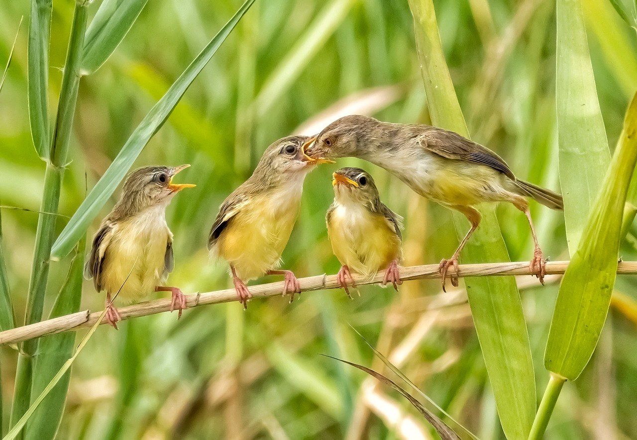 birds-6525352_1280.jpg