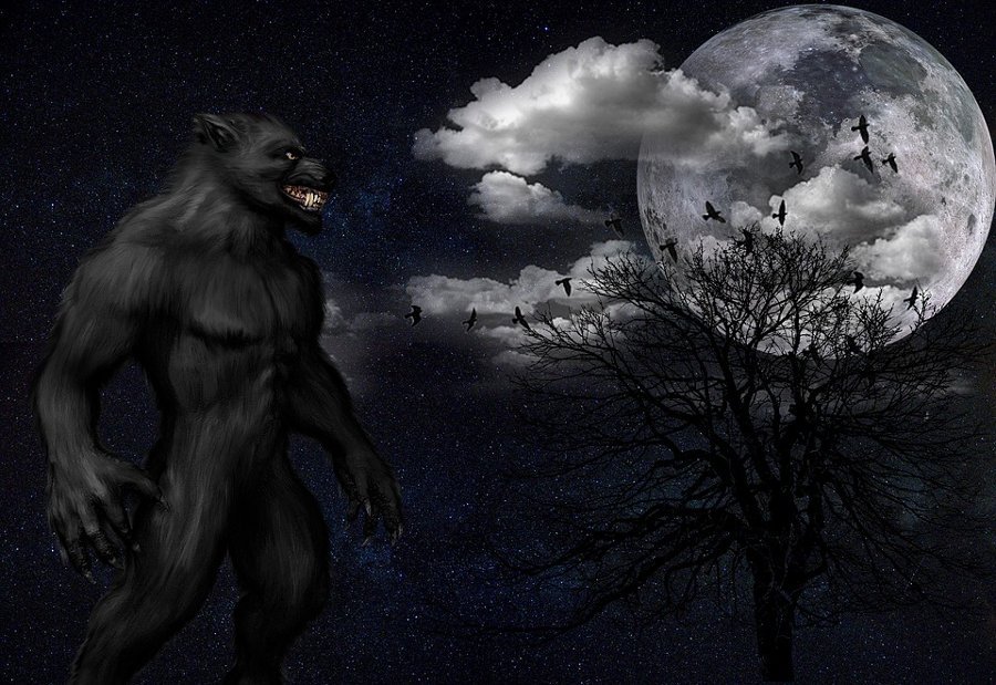 wwolf-fulmoon_960_720.jpg