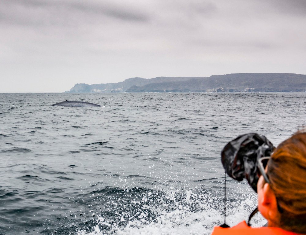 whale-caleta-chanaral 1.jpg