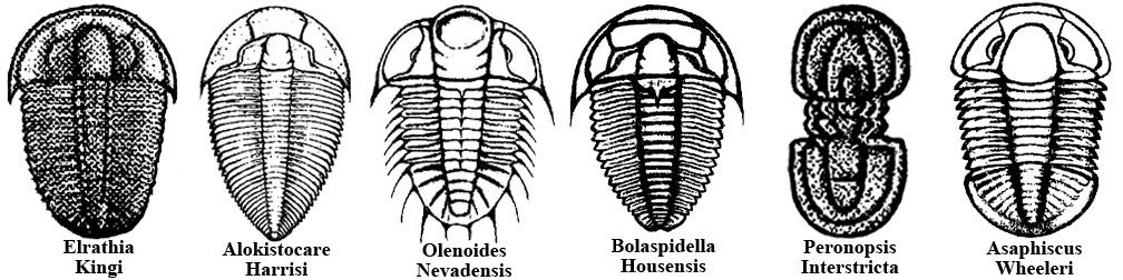 trilobites01.jpg