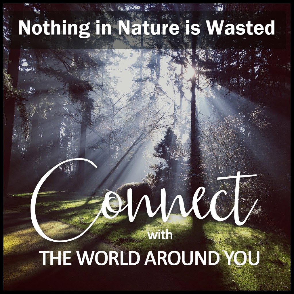 connect with the world around you nature scene nothing in nature is wasted.jpg