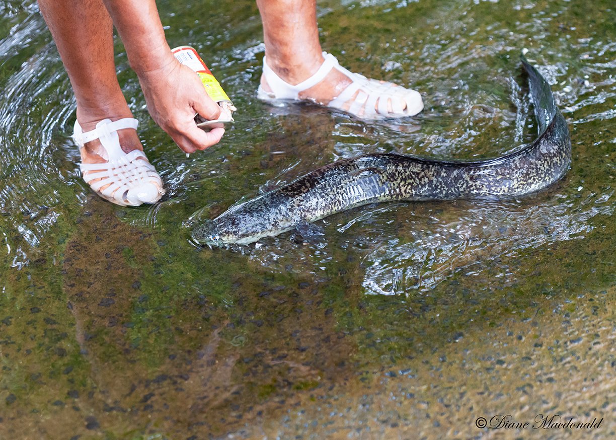 Feeding The Eels.jpg