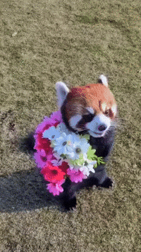 image.gif