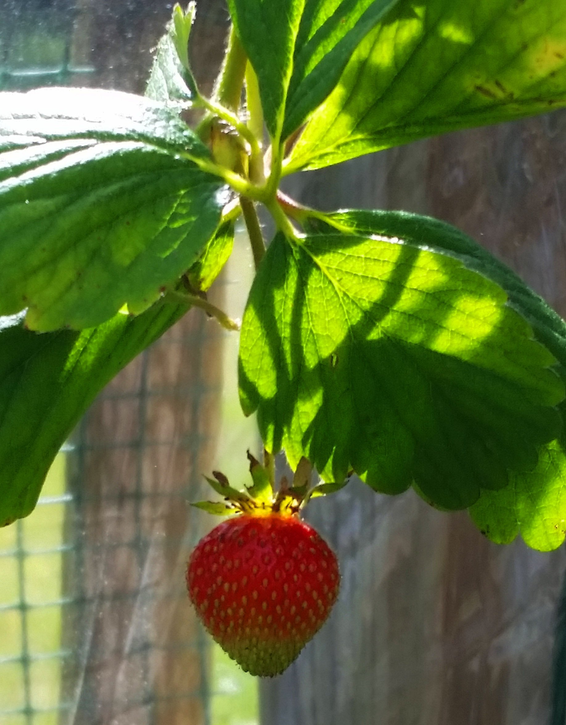 june3strawberry.jpg