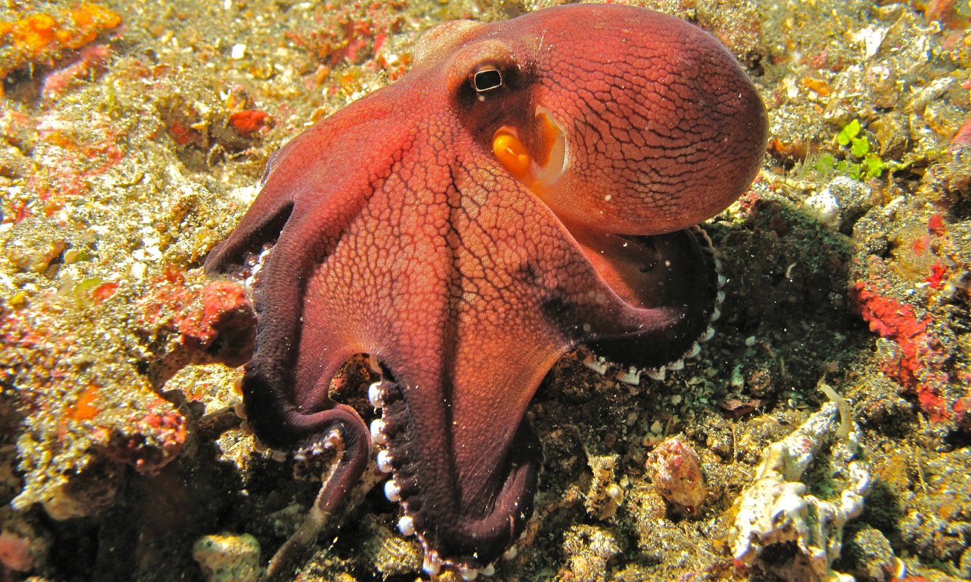 Coconut_Octopus_(Amphioctopus_marginatus)_(6079648725).jpg