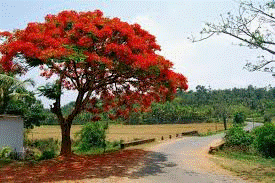 Arbol Acacia Rojo.gif