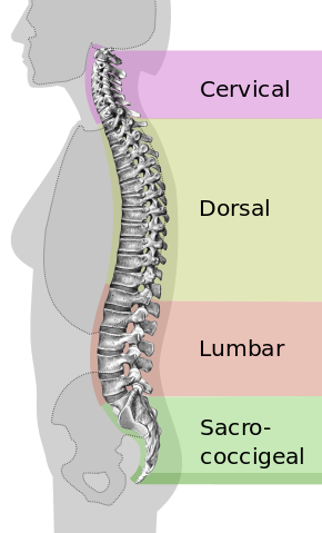 290px-Spinal_column_curvature_ca.svg.png