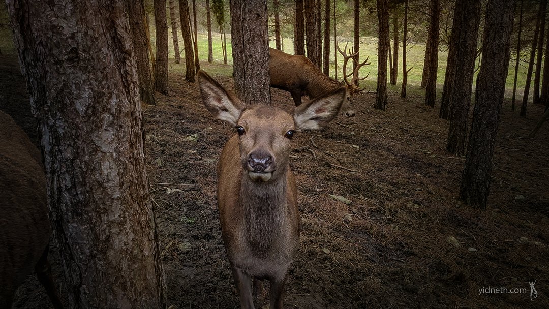 doe young deer - by_ - Priscilla Hernandez.jpg