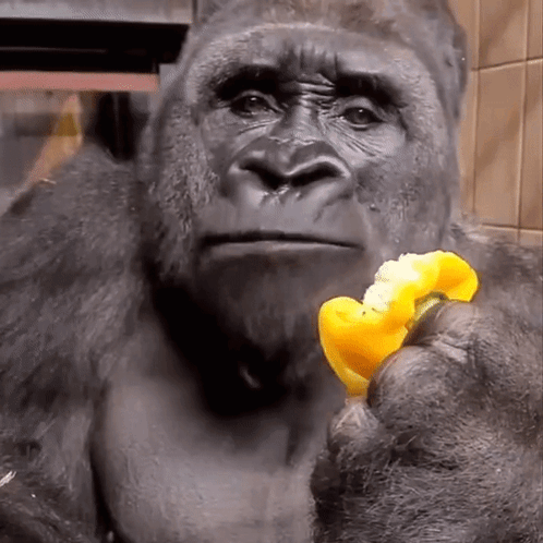 MonkeyStareGIF.gif