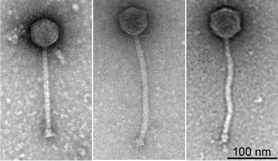 phage-treatment-1.jpg