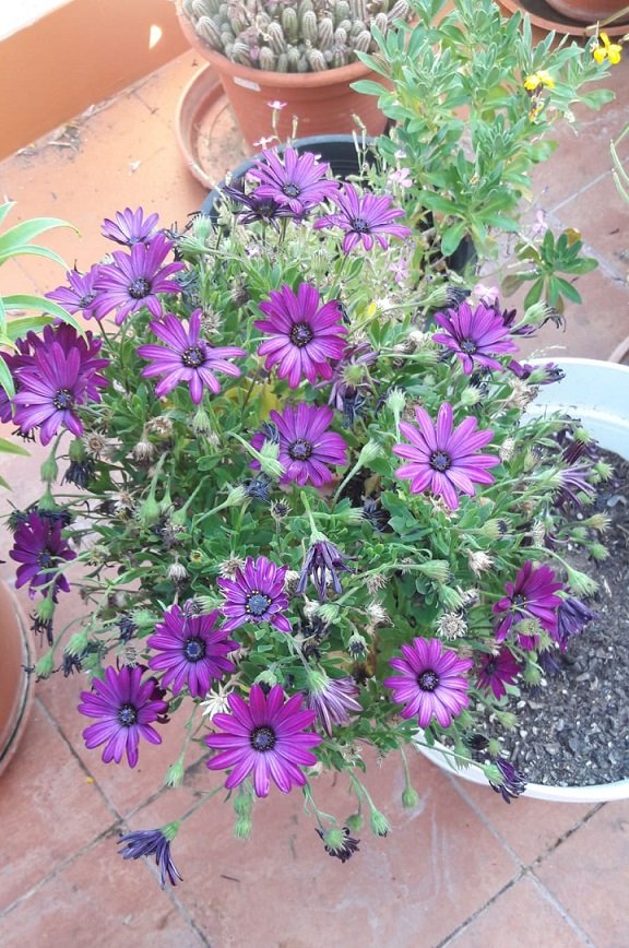 Beautiful flowers in summer. — Steemkr