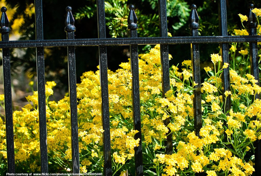 YellowFlowersAroundWroughtIronFence-081218.jpg