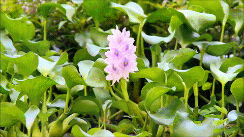 An_eichhornia_crassipes,_water_hyacinth,_closeup.gif