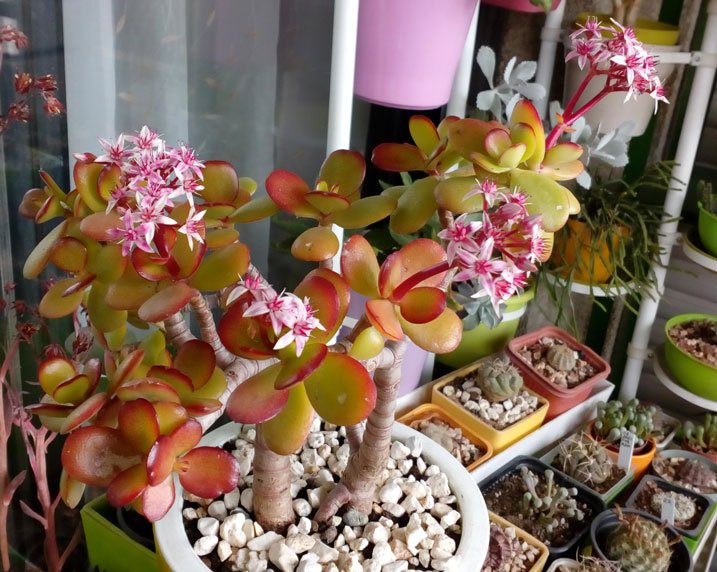 Crassula ovata pink flowers-27 (2).jpg