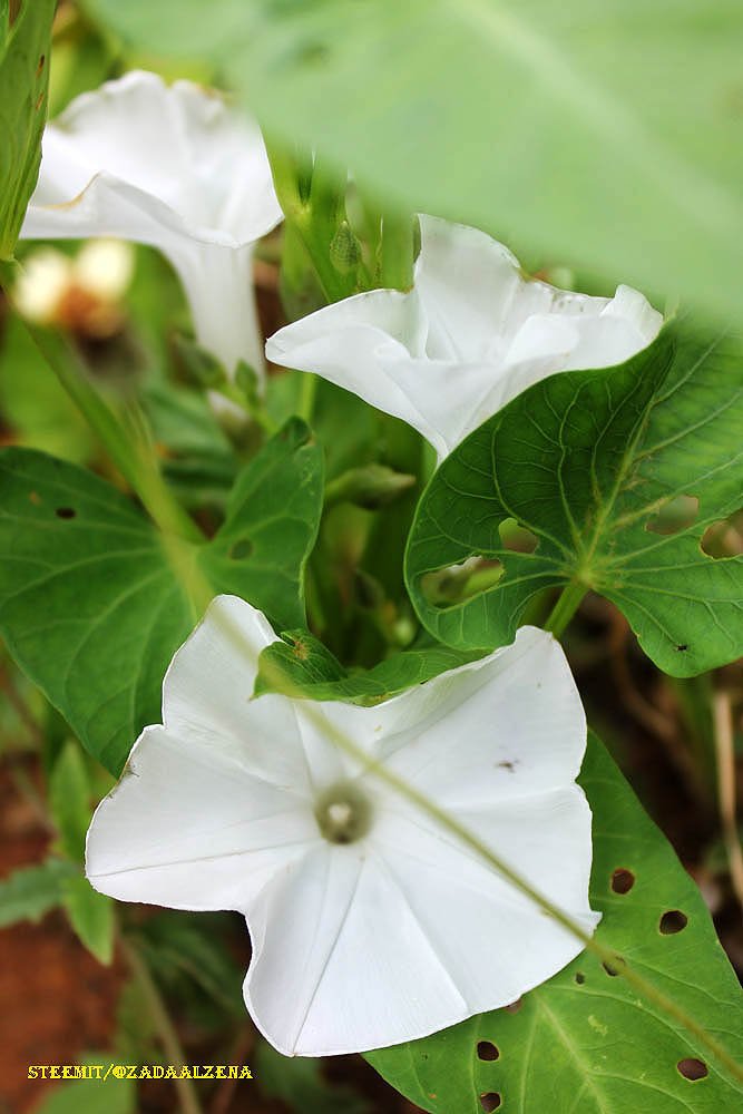 Gambar Bunga Putih Polos - Gambar Ngetrend dan VIRAL