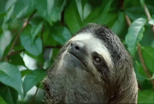 sleepy-sloth-gif.gif
