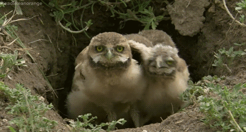 orig.gif