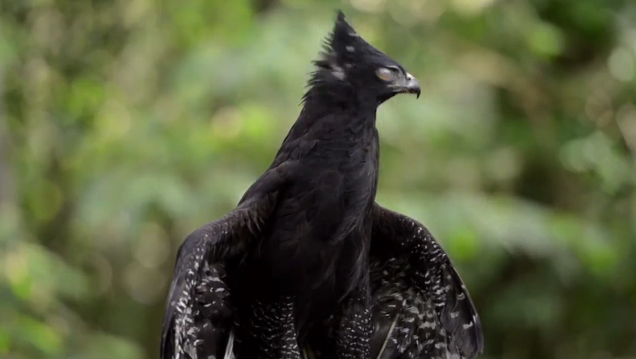 10.-iguazu-fauna-aguila.png