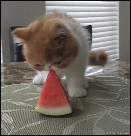 CAT-GIF-Adorable-Persian-Kitten-eating-his-watermelon-on-the-dining-table-so-funny-Kitty.gif