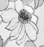 daisy greyscale detail.jpg