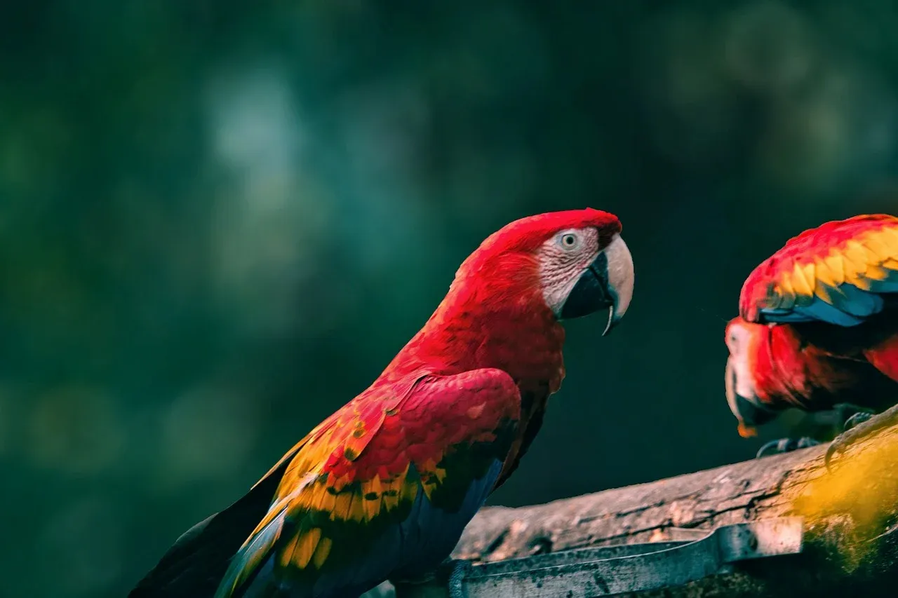 parrots-8735074_1280.webp