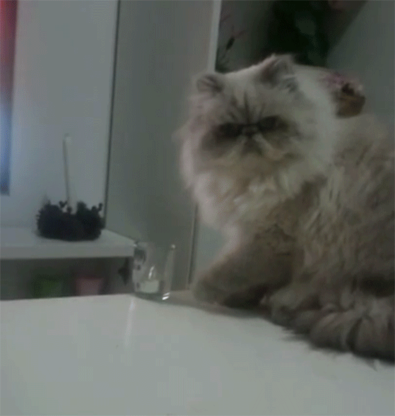 cat knocking things off table gif