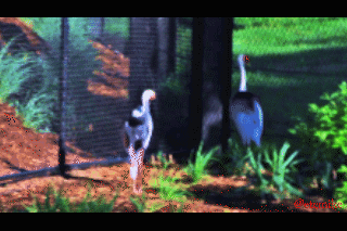 White-naped crane cranes Zoo-0012.gif