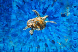 Sea turtle blue small (270px, 25fps).gif